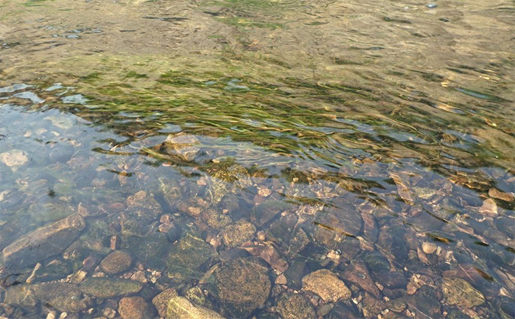 圖二：理想中，我們希望的河水是這樣的