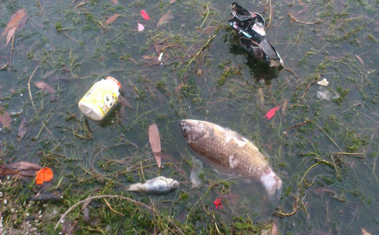 城市生活污水 城市生活污水