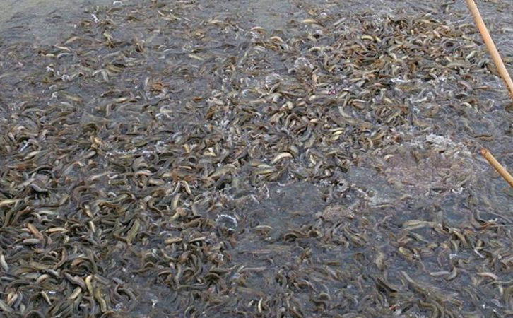 水產(chǎn)養(yǎng)殖 水產(chǎn)養(yǎng)殖