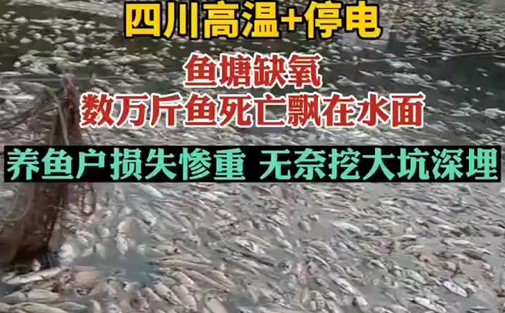 高溫天氣停電缺氧造成萬斤魚死亡 高溫天氣停電缺氧造成萬斤魚死亡